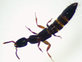 Xantholinus linearis